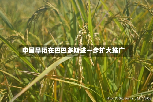中国旱稻在巴巴多斯进一步扩大推广-第2张图片