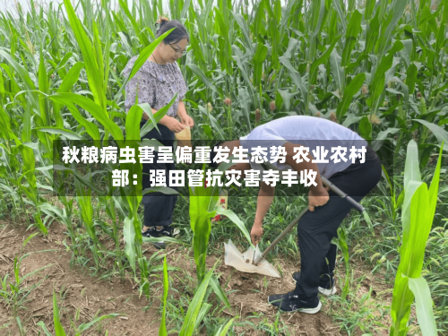 秋粮病虫害呈偏重发生态势 农业农村部:强田管抗灾害夺丰收