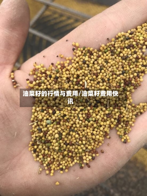 油菜籽的行情与费用/油菜籽费用快讯