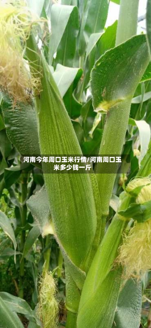 河南今年周口玉米行情/河南周口玉米多少钱一斤-第1张图片