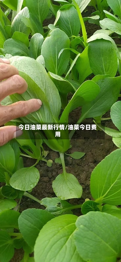 今日油菜最新行情/油菜今日费用-第2张图片
