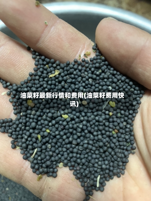 油菜籽最新行情和费用(油菜籽费用快讯)