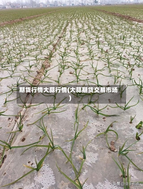 期货行情大蒜行情(大蒜期货交易市场)