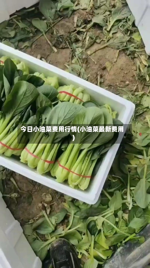 今日小油菜费用行情(小油菜最新费用)-第2张图片