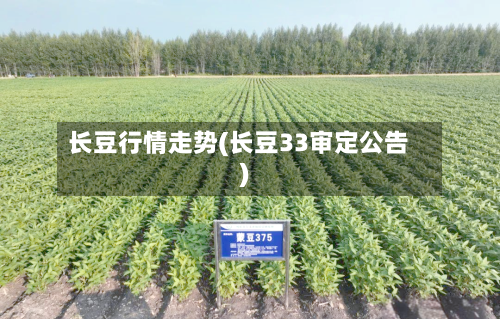 长豆行情走势(长豆33审定公告)-第2张图片