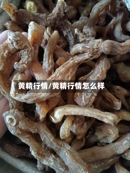 黄精行情/黄精行情怎么样-第3张图片